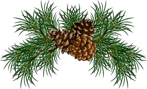 Fir cone clipart - Clipground