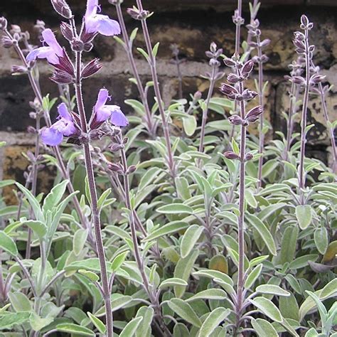 Sage | Salvia officinalis | Buy Herb Plants