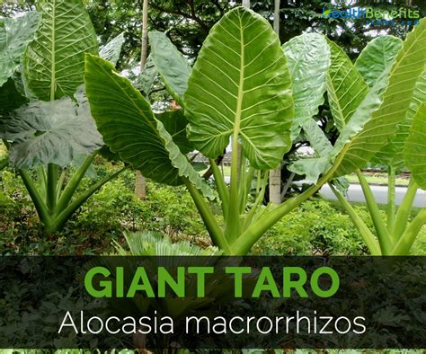 Top 10 benefits of Giant Taro and Nutritional Value