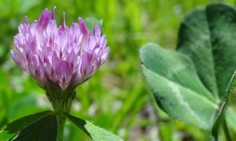 Red Clover Plant: Soil-Improving Cover Crop - Epic Gardening