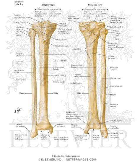 Tibia and Fibula