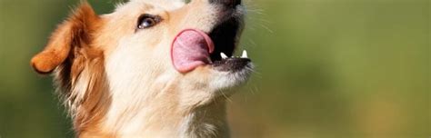 A Dog's Mouth is Cleaner Than a Human's: Fact or Fiction