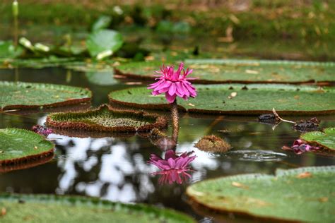 Lotus Victoria: a new tourist attraction for Yunnan - Chinadaily.com.cn