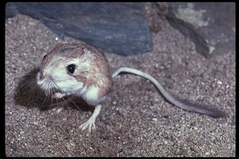 Desert Kangaroo Rat (Utah Mammals) · iNaturalist NZ