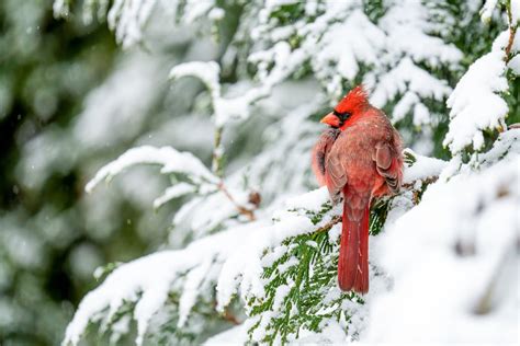 Red northern cardinal bird resting on snowy fir branch · Free Stock Photo