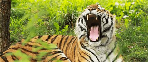 Eavesdropping on Tiger Roars Can Improve Conservation | THE WILDLIFE ...