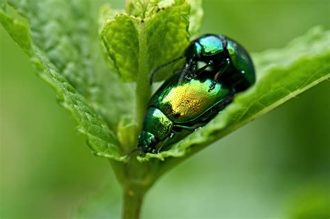 43 Types of Beetles in Virginia