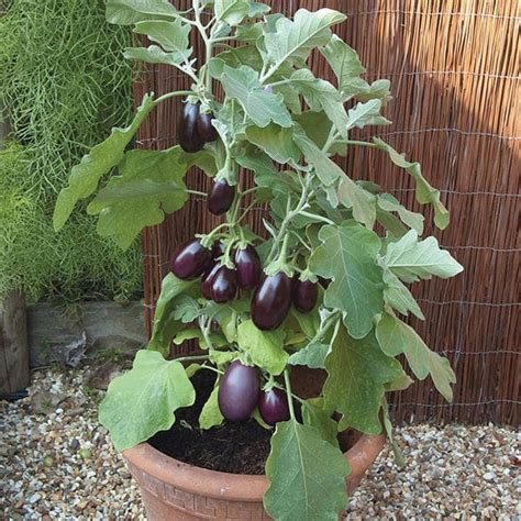 21 Plants To Grow For An Edible Italian Garden | Italian Container ...