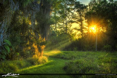 Sun Ray on Path in Forest Jupiter Florida