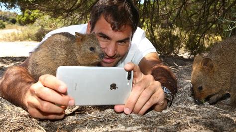 Rottnest Island quokkas: The big problem with selfies with 'the world's ...