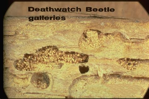 Deathwatch Beetle