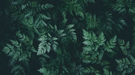 10 Perfect wallpaper aesthetic pc green You Can Save It Without A Penny - Aesthetic Arena