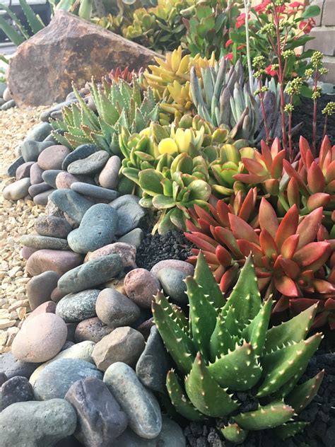 7 Best Rocks for Your Succulent Garden | Southwest Boulder & Stone ...