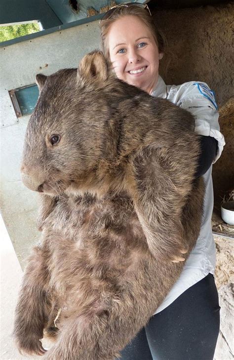 Meet Patrick, the World’s Oldest and Largest Living Wombat » TwistedSifter