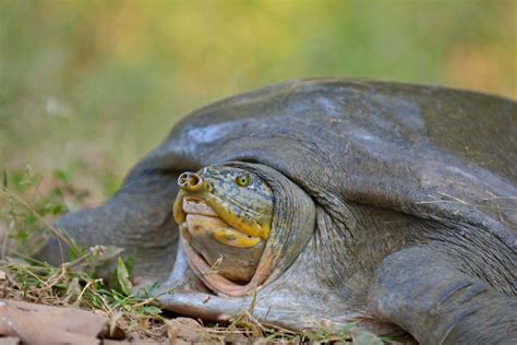 What the Burmese peacock softshell turtle does with its head is spectacularly cool - Australian ...