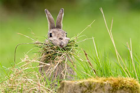 Nesting Rabbit | Ostern