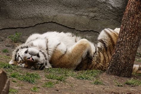 150 Pictures of Tigers - Sleeping, Swimming, with Cubs, and More! | HubPages