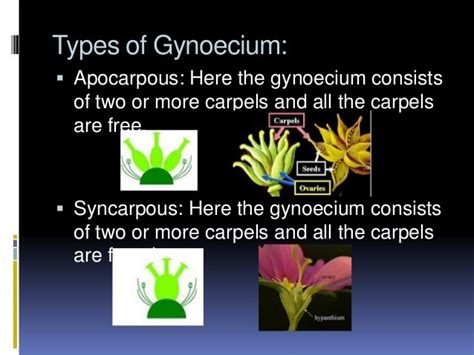 [Solved] different between apocarpous and syncarpous ovary - Brainly.in