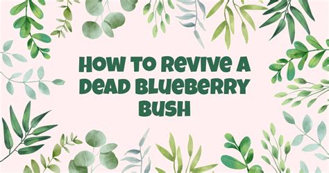 How to Revive a Dead Blueberry Bush