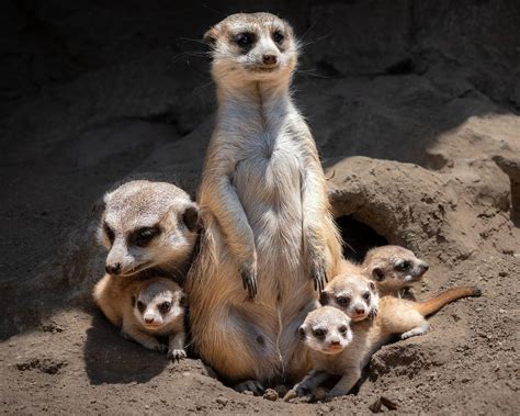 Four baby meerkats born at the L.A. Zoo | Pets And Wildlife | theeastsiderla.com