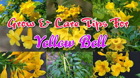 Yellow Bell flower plant/ Tecoma stans care/ How to care for Yellow Bells/ How to get more ...