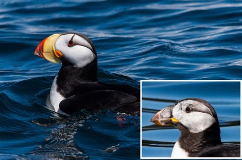 Why do puffins shed their beaks? - Birdful