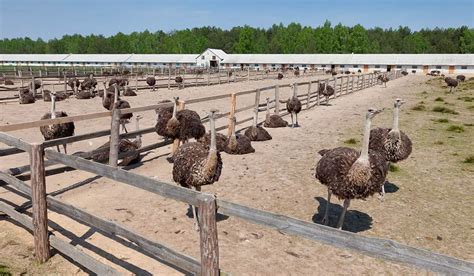 How to Keep Ostriches: A Beginner’s Guide - Poultry Parade