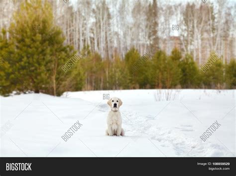 Labrador Retriever Image & Photo (Free Trial) | Bigstock