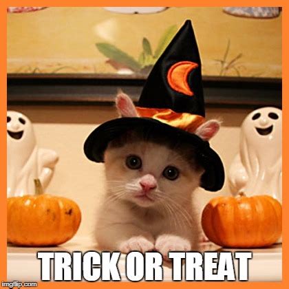 Image tagged in halloweencat - Imgflip