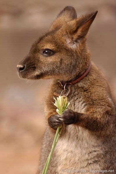 Wallaby!!!!!!!!!!!!!! | Cute animals, Cute baby animals, Baby animals