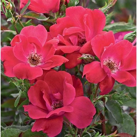 Knockout Roses 4.9-Gallon Pot Red Knock Out Rose (L10923) | Knockout roses, Landscaping with ...