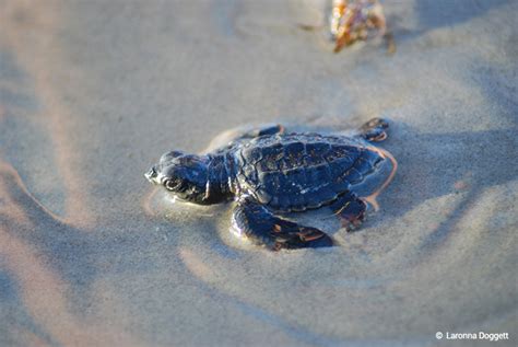 Seven Gulf Animals Worth Protecting - Ocean Conservancy