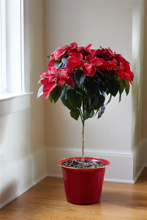 Poinsettia Tree - Dewar Nurseries