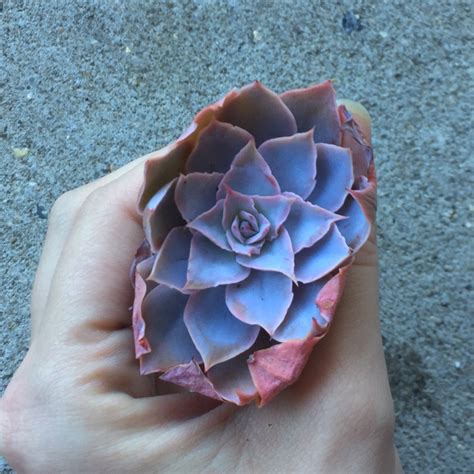 Echeveria Pinky, Echeveria 'Pinky' in GardenTags plant encyclopedia