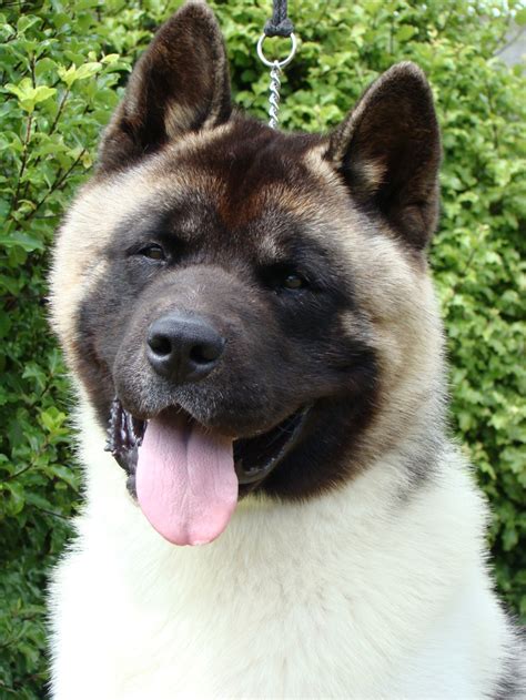 Dog Photo: American Akita dog