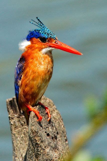 Malachite Kingfisher in #Ghana saying #hello (With images) | Beautiful birds, Birds, Kingfisher