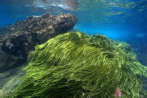 Green algae in the Atlantic Ocean off Brazil. Poster Print by VWPics/Stocktrek Images - Walmart ...