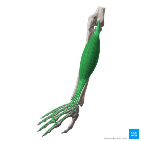 Extensor digitorum: Origin, insertion and action | Kenhub