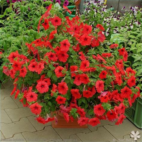 PICOBELLA RED MINI Petunia Seeds - Small Tiny Blooms, Easy Germination, Fresh Quality (30 - 35 ...