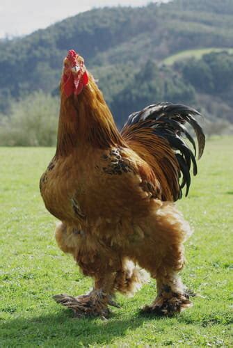 Brahma chickens: The giant teddy bears of the backyard — The Featherbrain