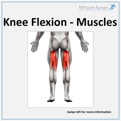 KNEE FLEXION - MUSCLES • Knee flexion... - ND Sports Therapy