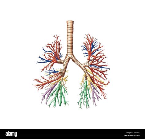 Bronchial tree Stock Photo - Alamy