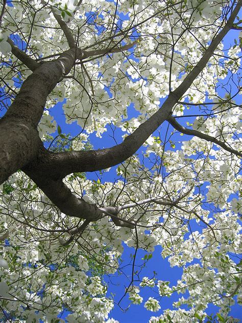 Flowering Dogwood | State Symbols USA