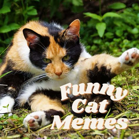 Download Funny Cat Memes Pictures | Wallpapers.com