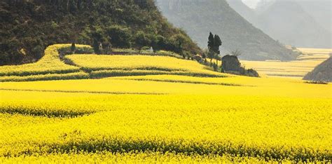 A canola flower. A golden field. - LearnByMoving