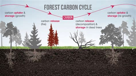 Restoring Resilient Tropical Forests