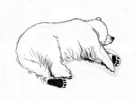 Sleeping bear sketch from life | Bear sketch, Sleeping drawing, Bear ...