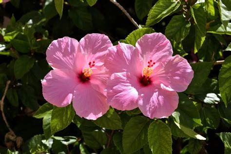 Hibiscus Plant Care Indoors: 7 Growth Tips For Beginners