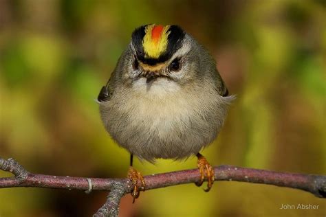 Golden-crowned Kinglet -- John Absher Photography -- http://www.redbubble.com/people/papajohn ...