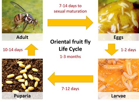 Fruit Flies Life Cycle